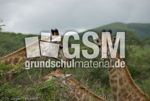 Giraffe (83 von 94).jpg